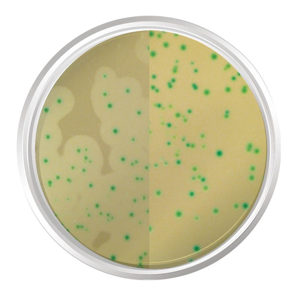 Agar Cromogênico Listeria Base (Iso 11290-1) 500Gr K25-1345 Kasvi