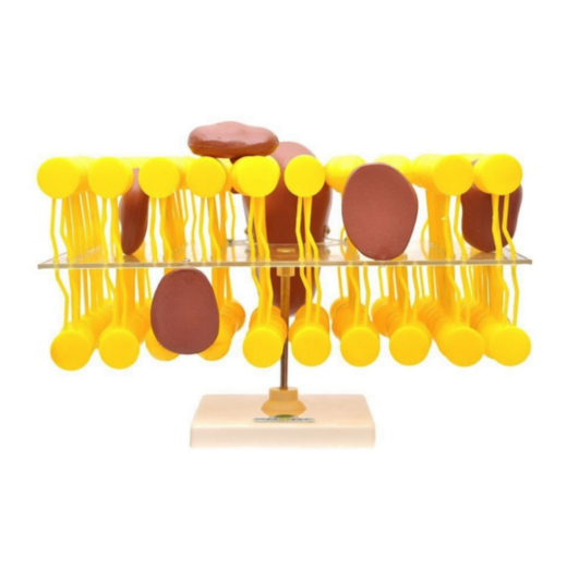 Product main image - 1ac3a9fc-e99d-4ff3-b238-6ca91bb5f657