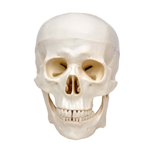 Product main image - 44ab8d6f-295b-4c0b-a67a-fe333f813a7e