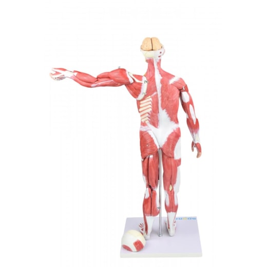 Imagem da galeria de produtos