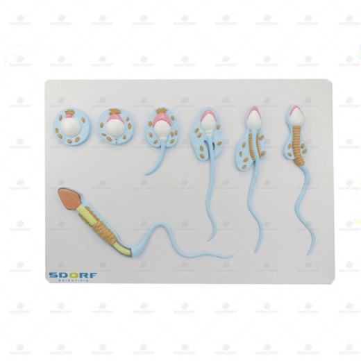 Product main image - 87549848-0c2b-45b5-abba-90316f829e02