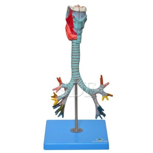 Product main image - d377033a-a1ba-40ed-bd58-6732285d9504
