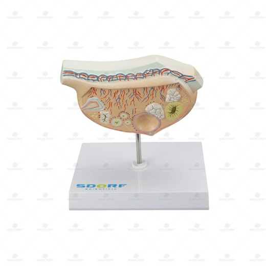 Product main image - 5c3ae3e6-6970-43c1-ba5f-dca690d2f8f2