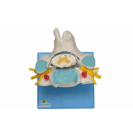 Product main image - 1cac3ac6-2dc9-43c5-a592-5c9a1702d798